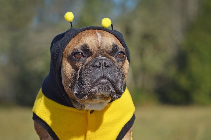 蜂のコスチュームを着させられて不服そうな犬