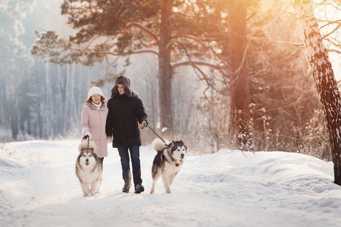 雪の中を飼い主と散歩する二匹の犬