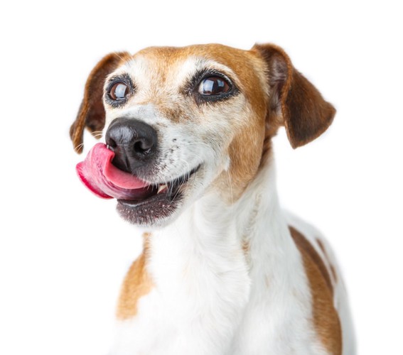舌なめずりをする犬