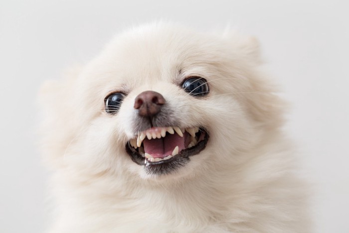 歯をむき出す犬の顔のアップ