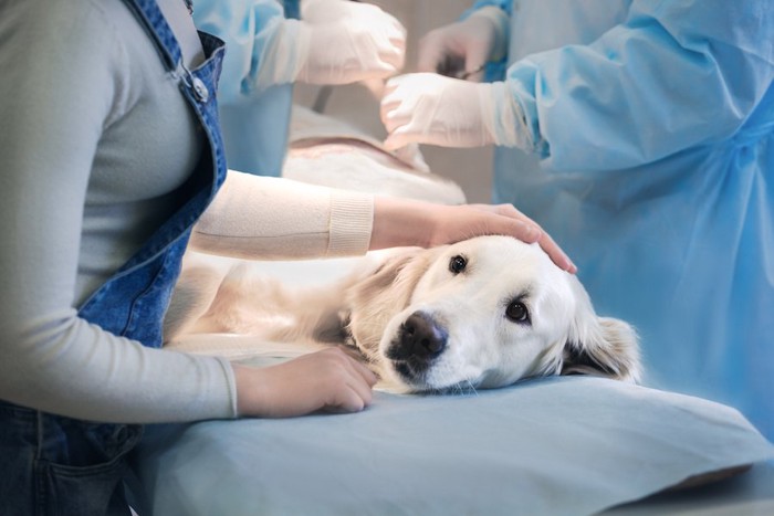 病院の手術台の上で横になる犬
