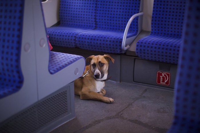 列車の中で床に伏せる犬