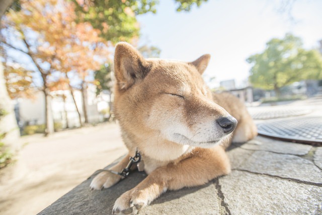 散歩中に目を閉じて日光浴する柴犬