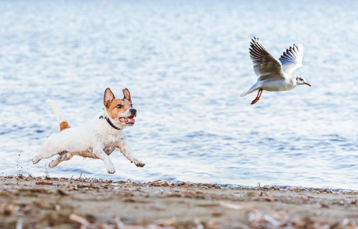 飛ぶ鳥を追う犬