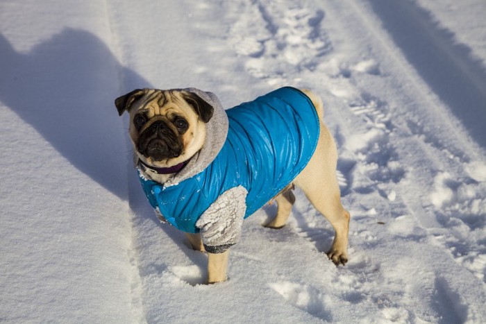 雪の上、青い防寒服を着たパグ