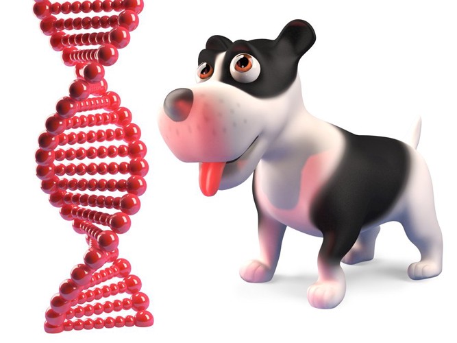 DNAと犬の3Dイラスト