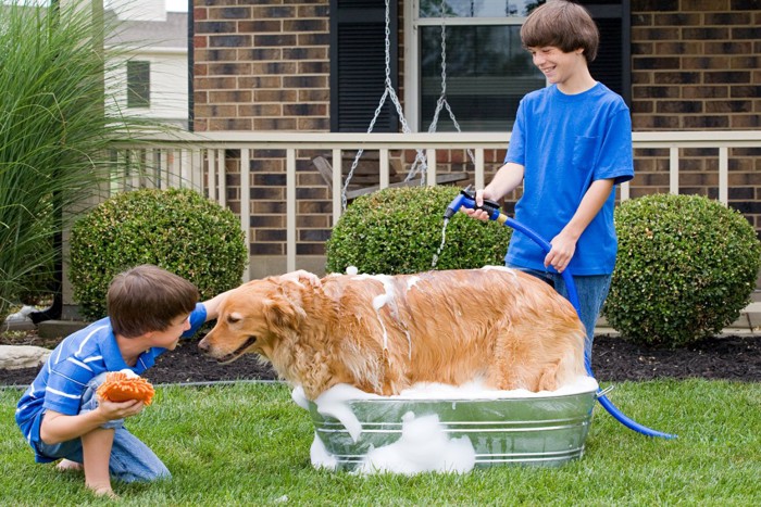 犬を洗う二人の男の子