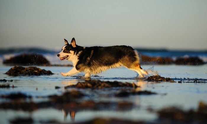 海岸を歩いている犬