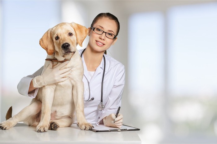 犬と女医