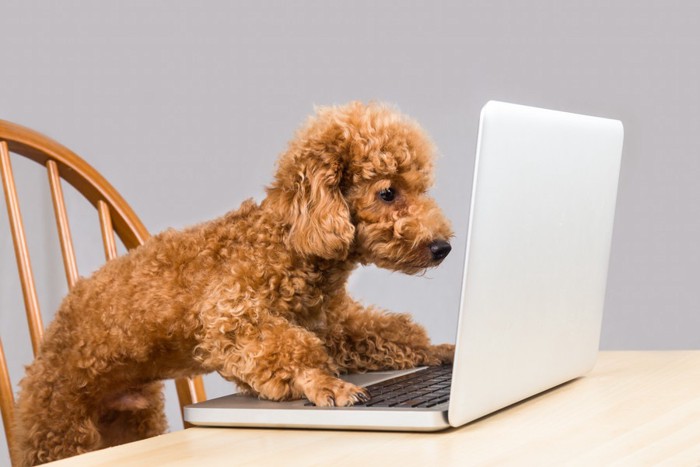 パソコンを操作する犬