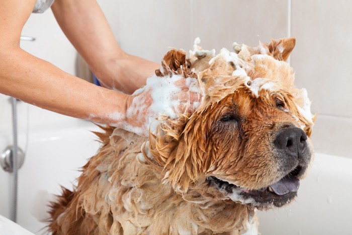 洗われている犬