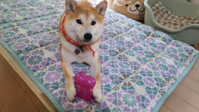 ゴム製のおもちゃを持つ柴犬