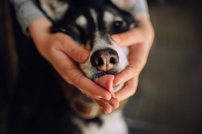顔を覆う手と舌を出す犬