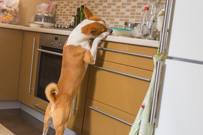 キッチンでイタズラをする犬
