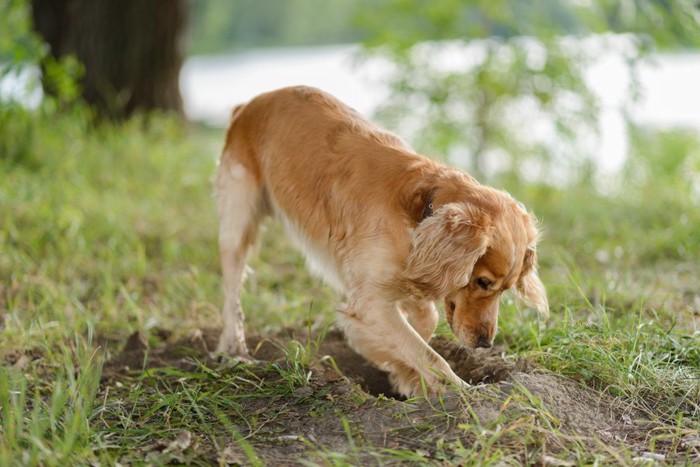 土を掘っている犬