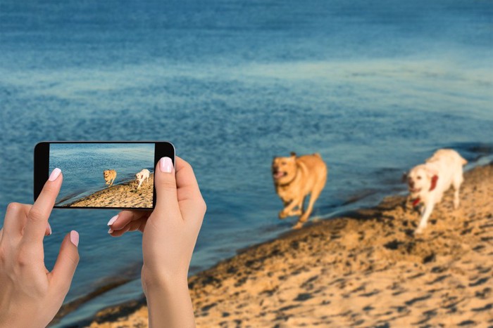 砂浜で撮影中の2頭の走る犬