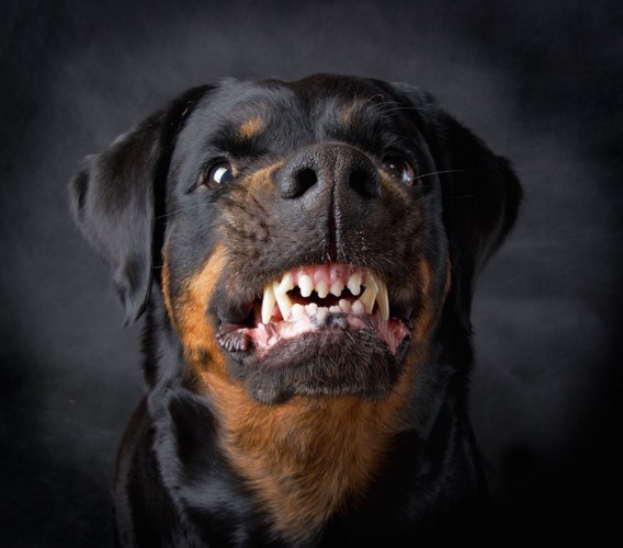 牙をむいて唸っている犬
