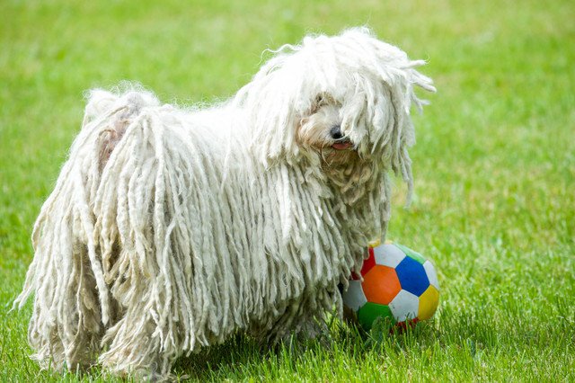 ボールで遊んでいるプーリー犬