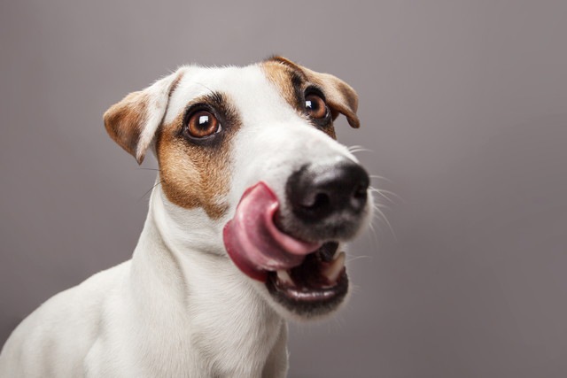 舌で顔を舐めている犬