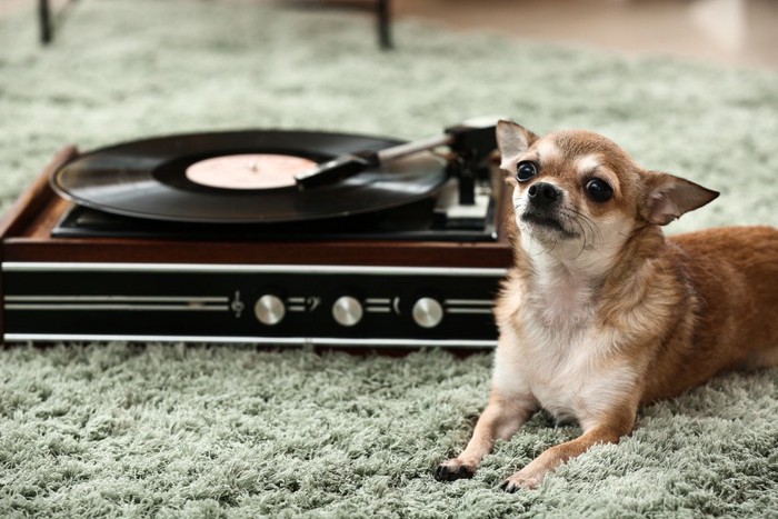 蓄音機の隣に座る犬