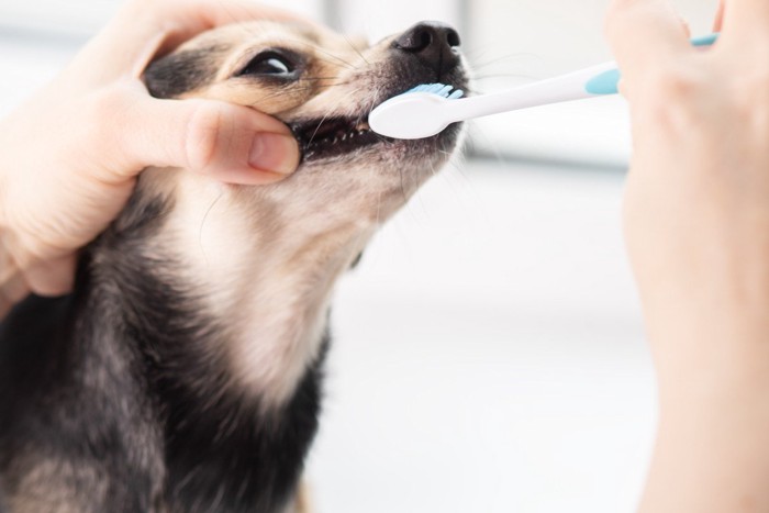 大きなブラシで歯を磨かれている犬