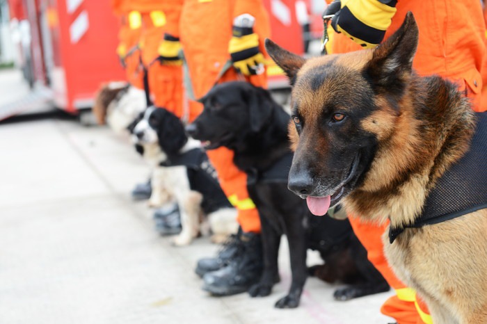 整列中の災害救助犬