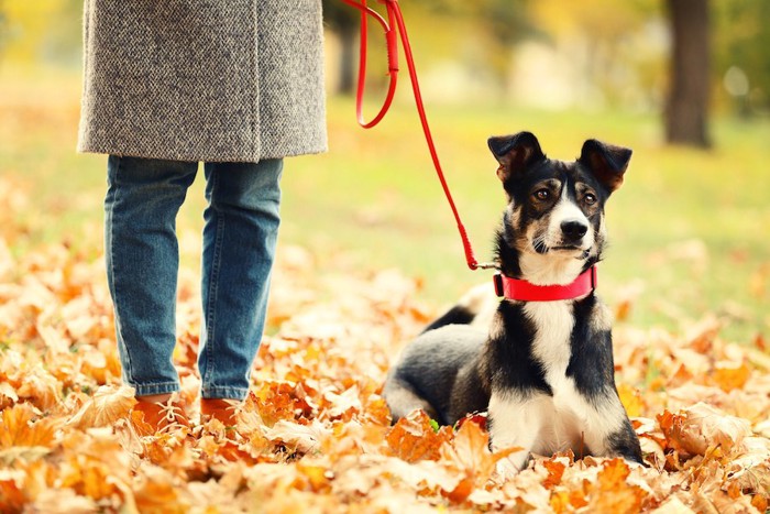 落ち葉の上を赤いリードで散歩する犬