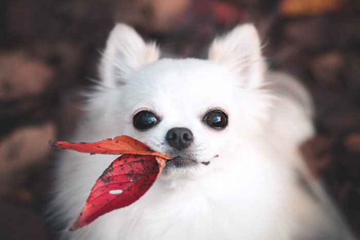 落ち葉を咥える犬