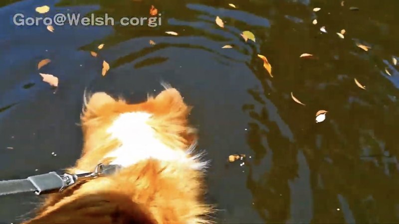 池を眺める犬