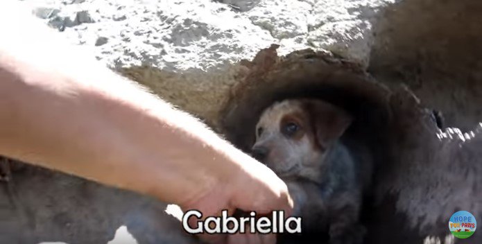 トンネルから引き出される子犬