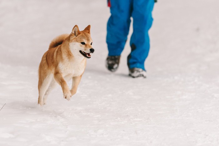 雪の上を駆ける柴犬、青い服の人の足元