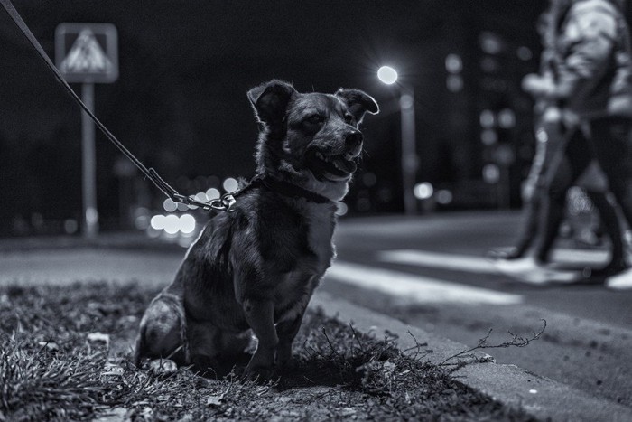 座る犬、夜間のお散歩