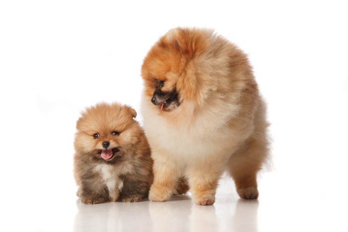 ポメラニアンの赤ちゃんと幼犬