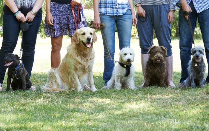 公園で並ぶ犬達