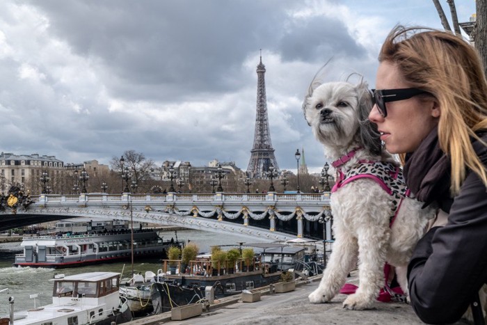 パリの犬