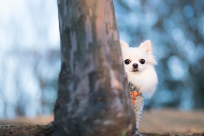 木の陰からこちらを見つめる犬
