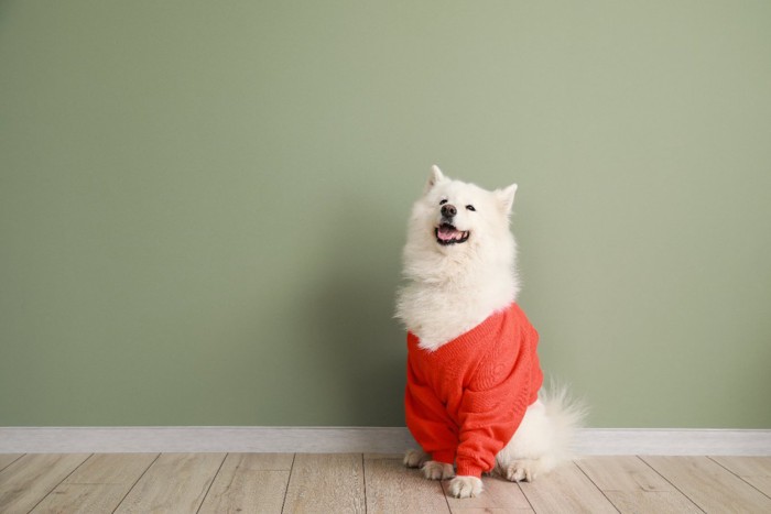 セーターを着る犬