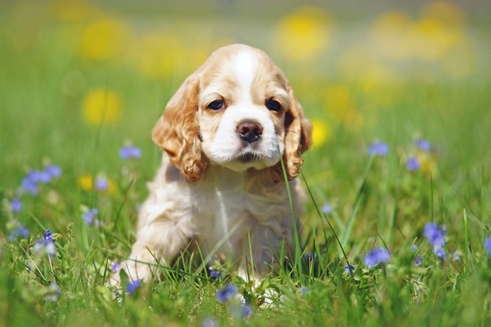 草原の上に佇む子犬