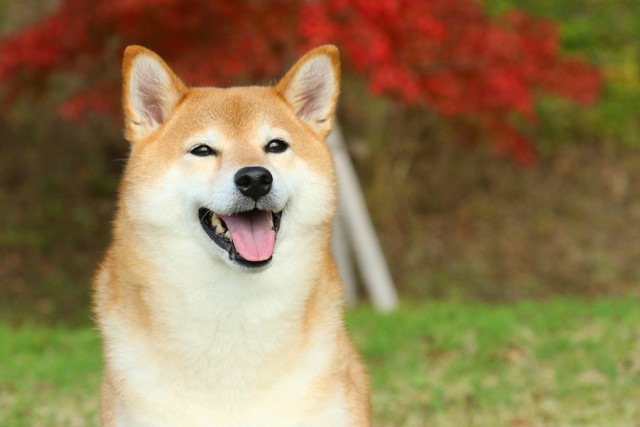笑顔を見せる柴犬