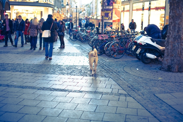 街中を歩く犬の写真
