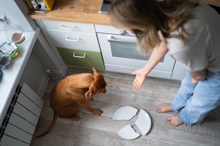 お皿を割った犬を叱る女性