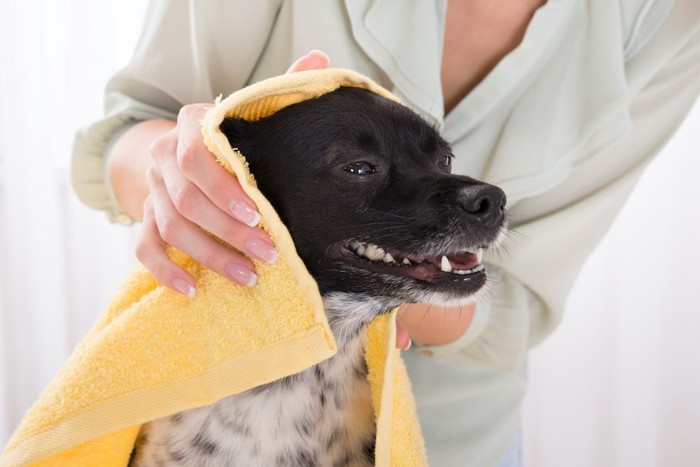 タオルで体を拭かれている犬