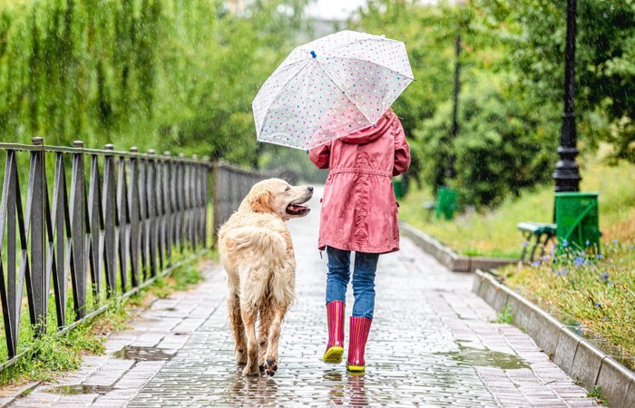 雨の中散歩する犬
