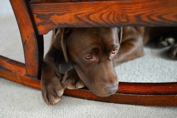 椅子の下に隠れる犬