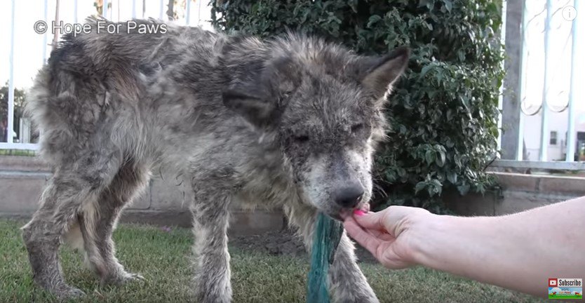 人の手から食べる犬