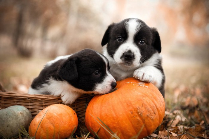 かぼちゃと子犬