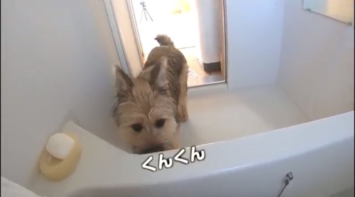 浴槽をクンクンする犬