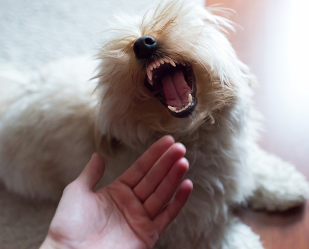 牙をむく白い犬