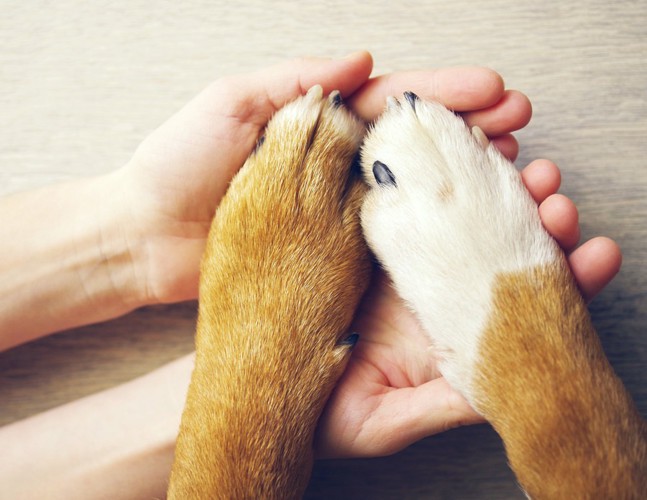犬と人間の手