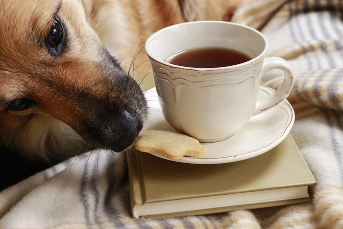 紅茶とクッキーの匂いを嗅ぐ犬